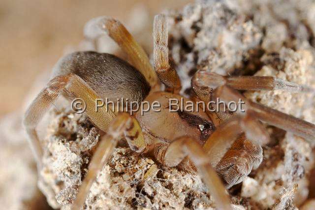 Filistatidae_0024.JPG - France, Hérault (34), Araneae, Filistatidae, Araignée filistate (Filistata insidiatrix), femelle sur sa toile, Crevice weaver